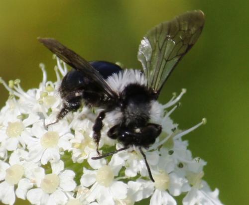 Andrena cineraria