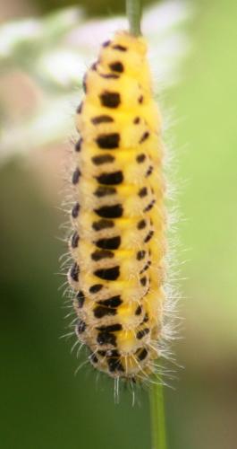 Zygaena sp.