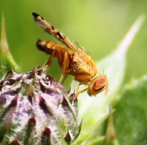 Xyphosia miliaria