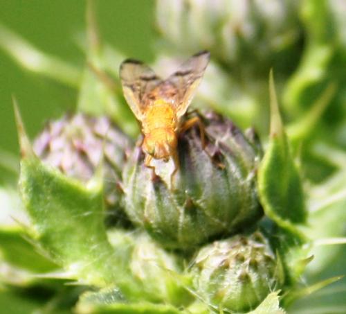 Xyphosia miliaria
