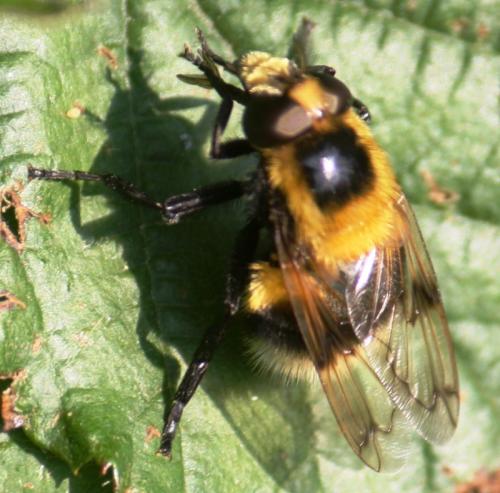 Volucella bombylans