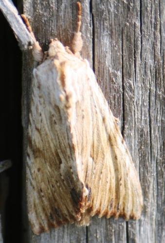 Réf. 59 203 : Apamea lithoxylaea