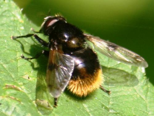 Volucella bombylans