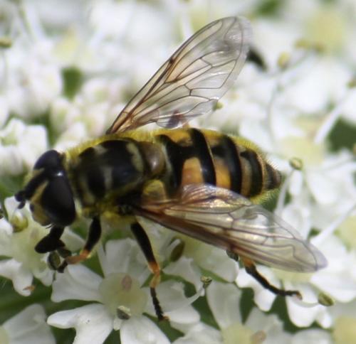 Réf. 59 995 : Myathropa florea