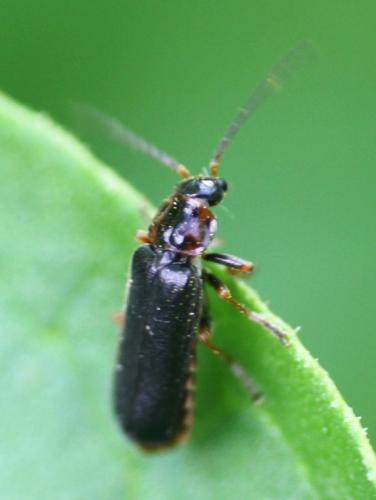 Cantharis flavilabris