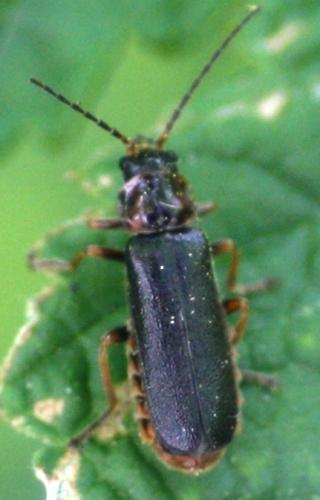 Cantharis flavilabris