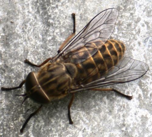Réf. 59 556 : Tabanus sp.