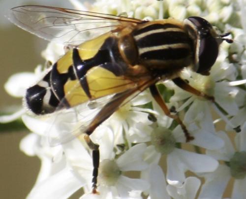 Helophilus trivittatus