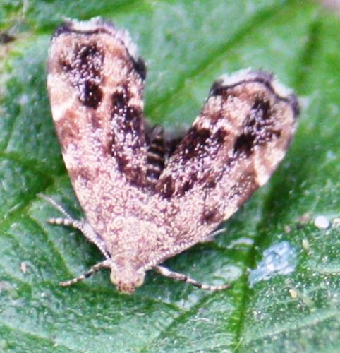 Anthophila fabriciana