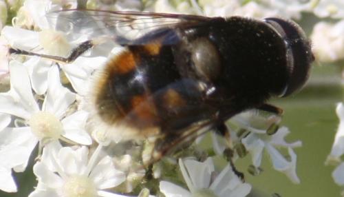 Eristalis intricaria