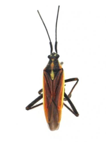 Réf. 59 715 : Leptopterna dolabrata
