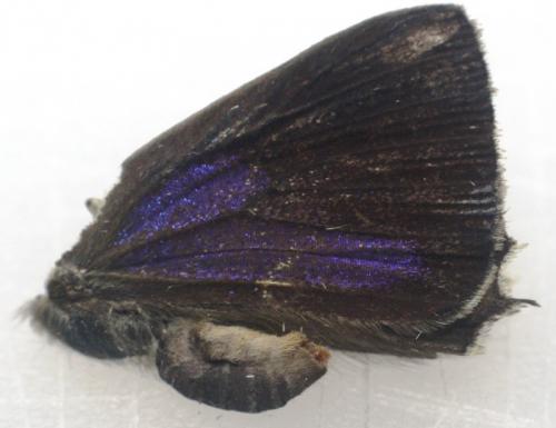Réf. 59 672 : Favonius quercus