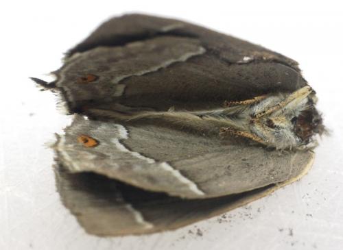 Réf. 59 673 : Favonius quercus