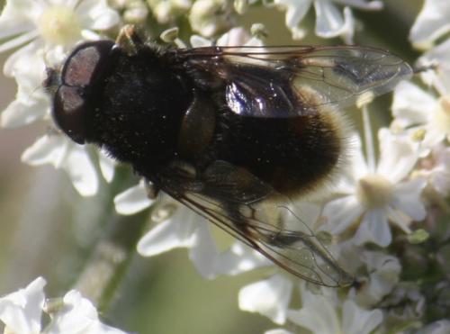 Réf. 59 753 : Eristalis intricaria