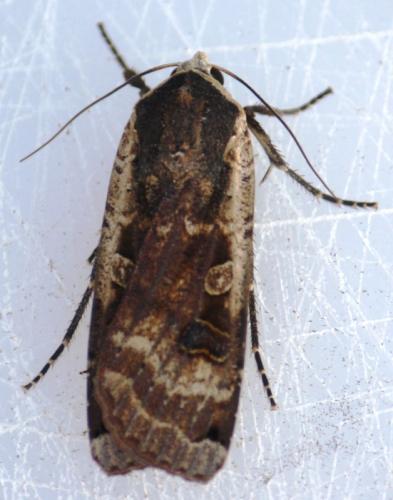 Noctua pronuba