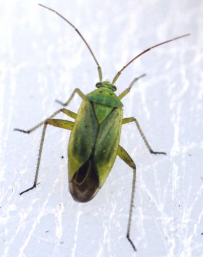 Closterotomus norwegicus