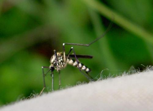 Aedes geniculatus