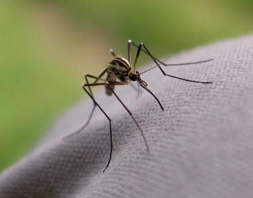 Réf. 59 929 : Aedes geniculatus