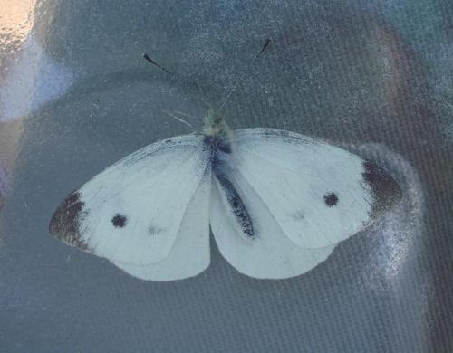 Réf. 59 875 : Pieris mannii
