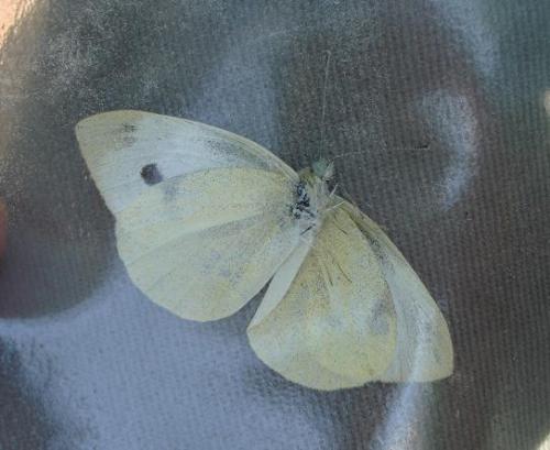 Pieris sp.