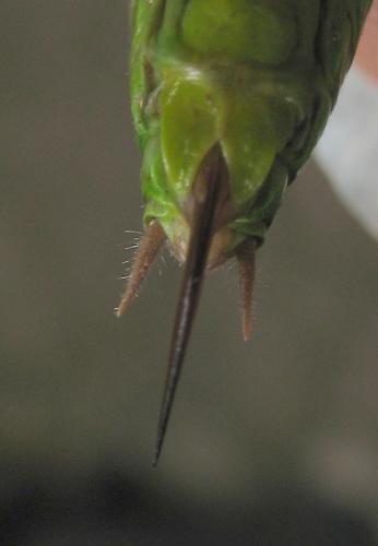 Roeseliana roeselii