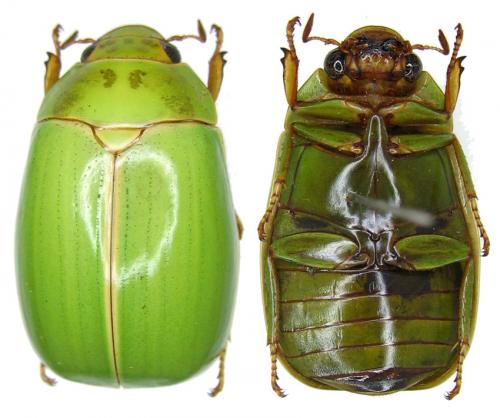 Réf. 59 374 : Platycoelia sp.