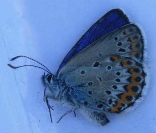 Plebejus idas