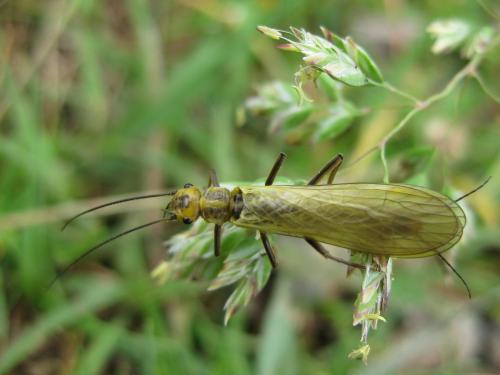 Isoperla sp.