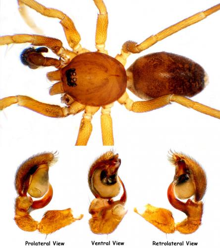 Réf. 59 664 : Phrurolithus minimus
