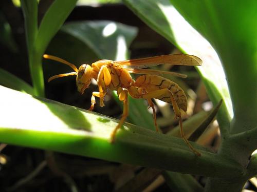 Réf. 59 099 : Polistes olivaceus