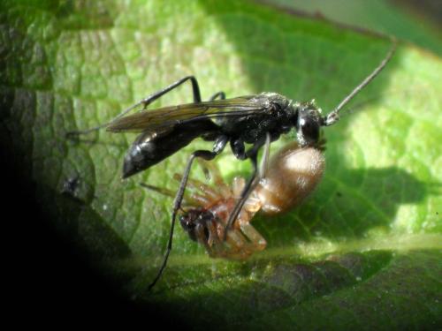 Auplopus carbonarius