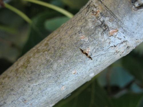 Réf. 59 618 : Saperda carcharias
