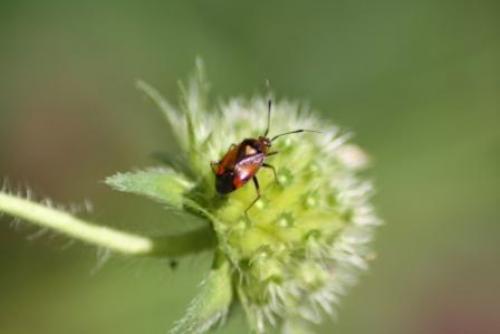 Deraeocoris sp.