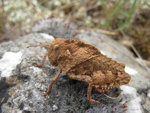 Prionotropis azami