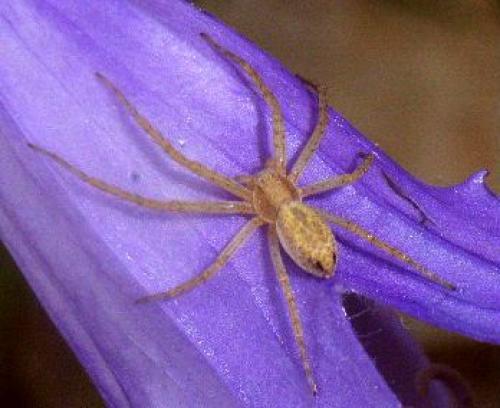 Philodromus sp.