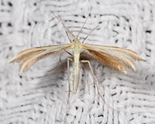 Réf. 59 792 : Merrifieldia baliodactylus