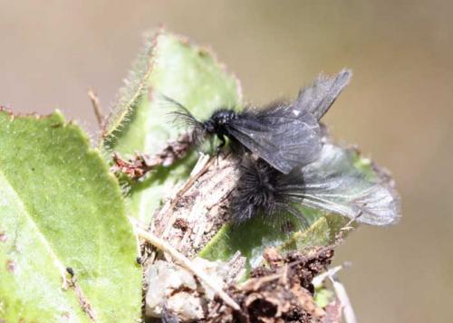 Réf. 59 015 : Ptilocephala sp.