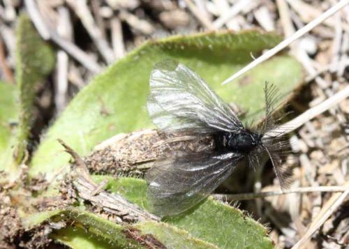 Réf. 59 016 : Ptilocephala sp.