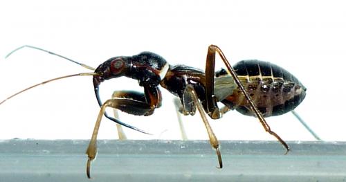 Réf. 59 882 : Himacerus mirmicoides