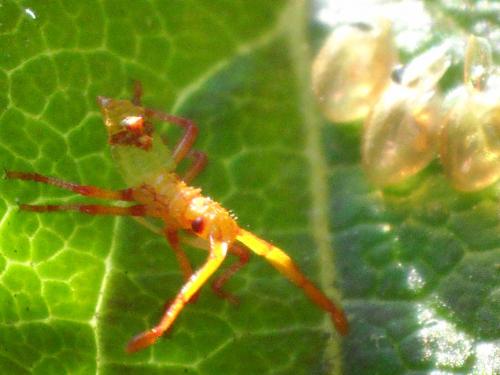 Gonocerus acuteangulatus