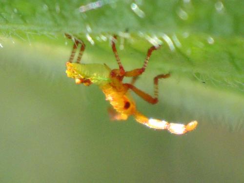 Gonocerus acuteangulatus