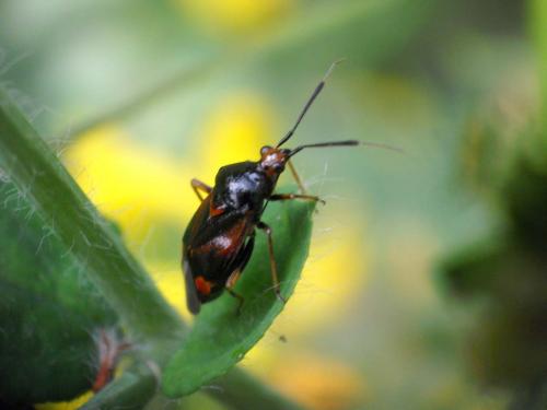 Deraeocoris ruber