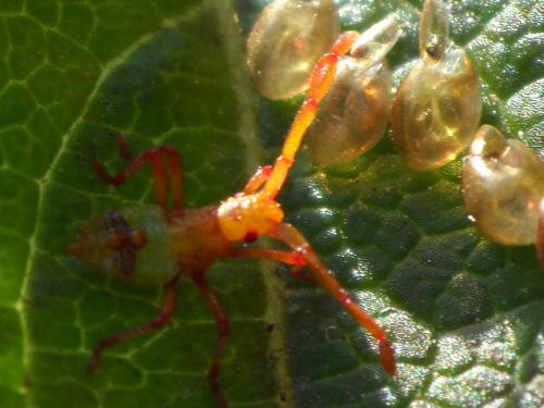 Gonocerus acuteangulatus