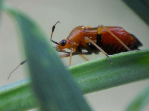 Deraeocoris ruber