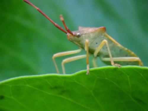 Gonocerus acuteangulatus