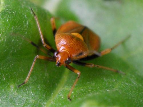 Deraeocoris ruber