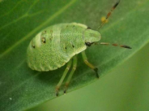 Palomena prasina