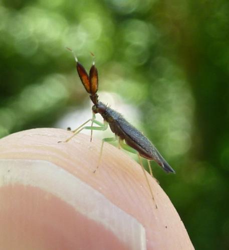 Heterotoma planicornis