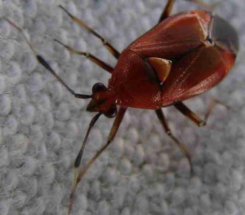 Deraeocoris ruber
