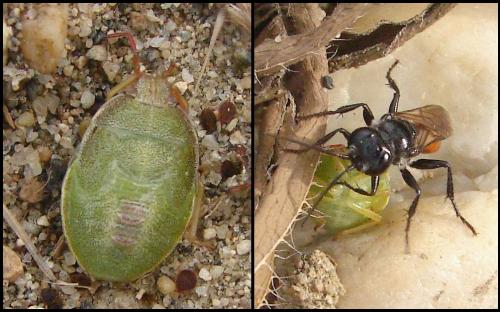Piezodorus lituratus